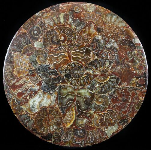 Plate Made Of Agatized Ammonite Fossils #57724